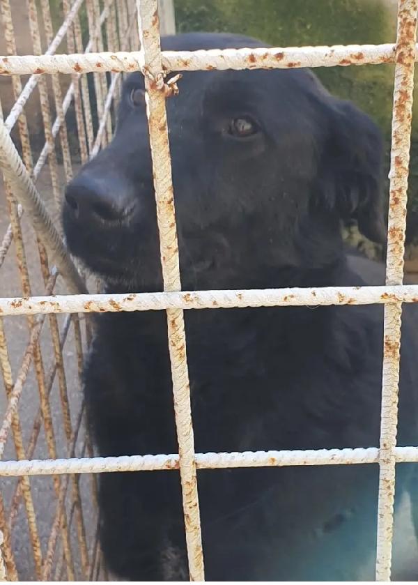 Total black 5anni tg grande buono da sempre in canile.MOLISE Foto 5